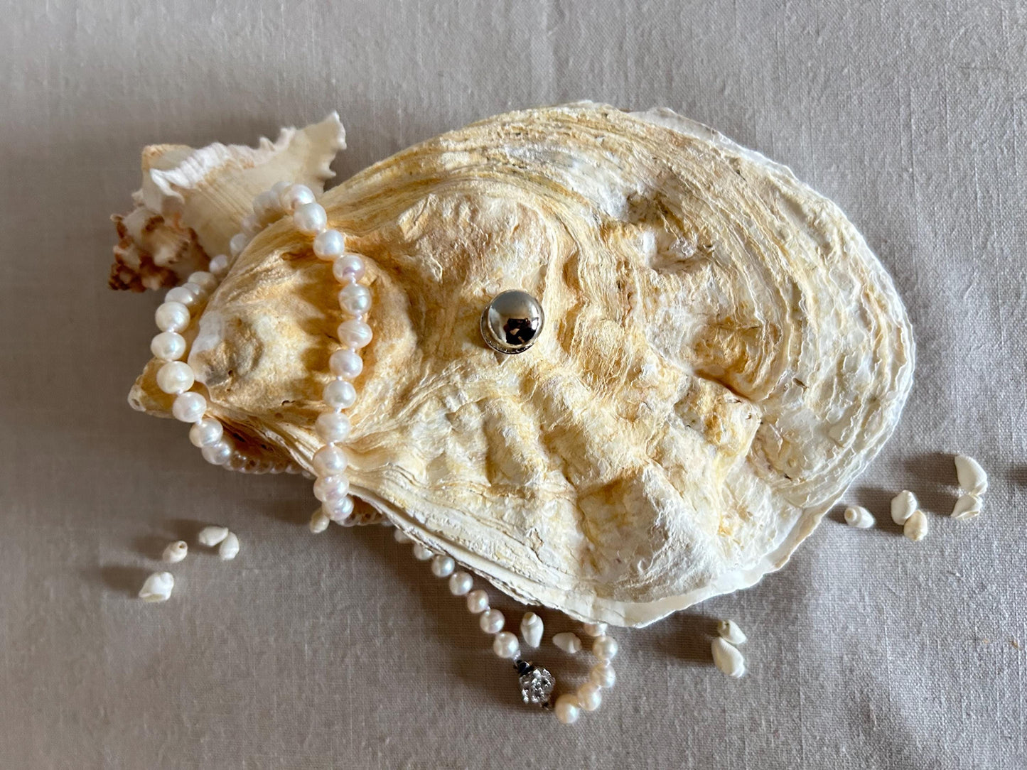 Natural Oyster Shell Jewellery Box with Silver Handle. Large Seashell Coastal Home Decor.