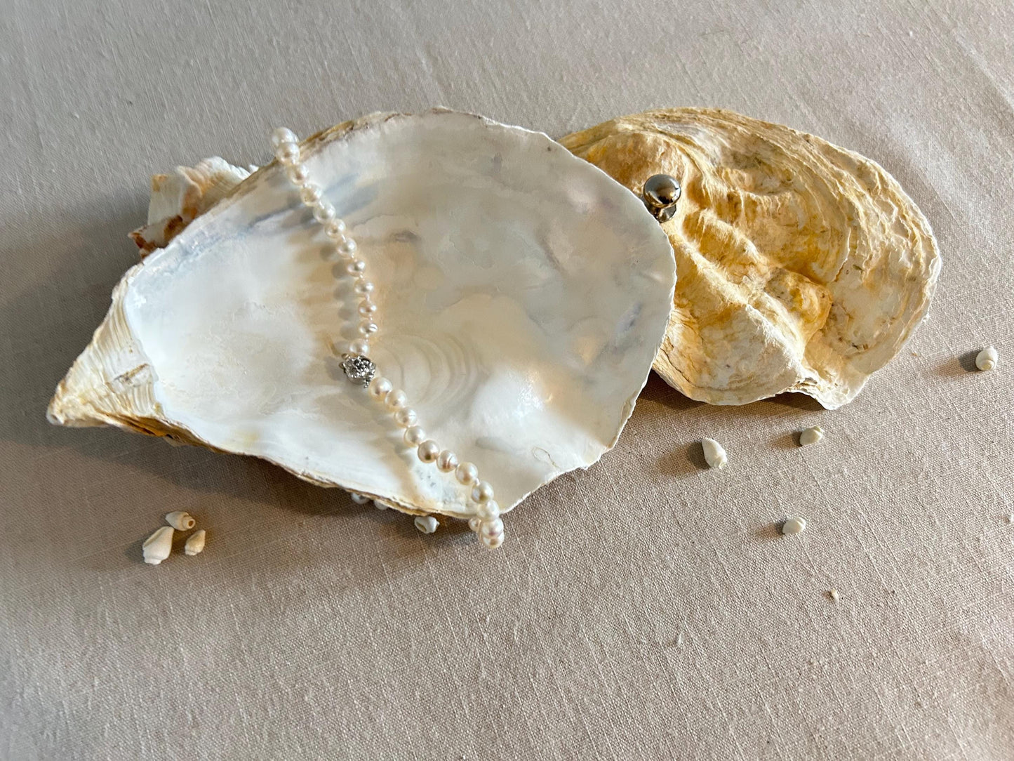 Natural Oyster Shell Jewellery Box with Silver Handle. Large Seashell Coastal Home Decor.