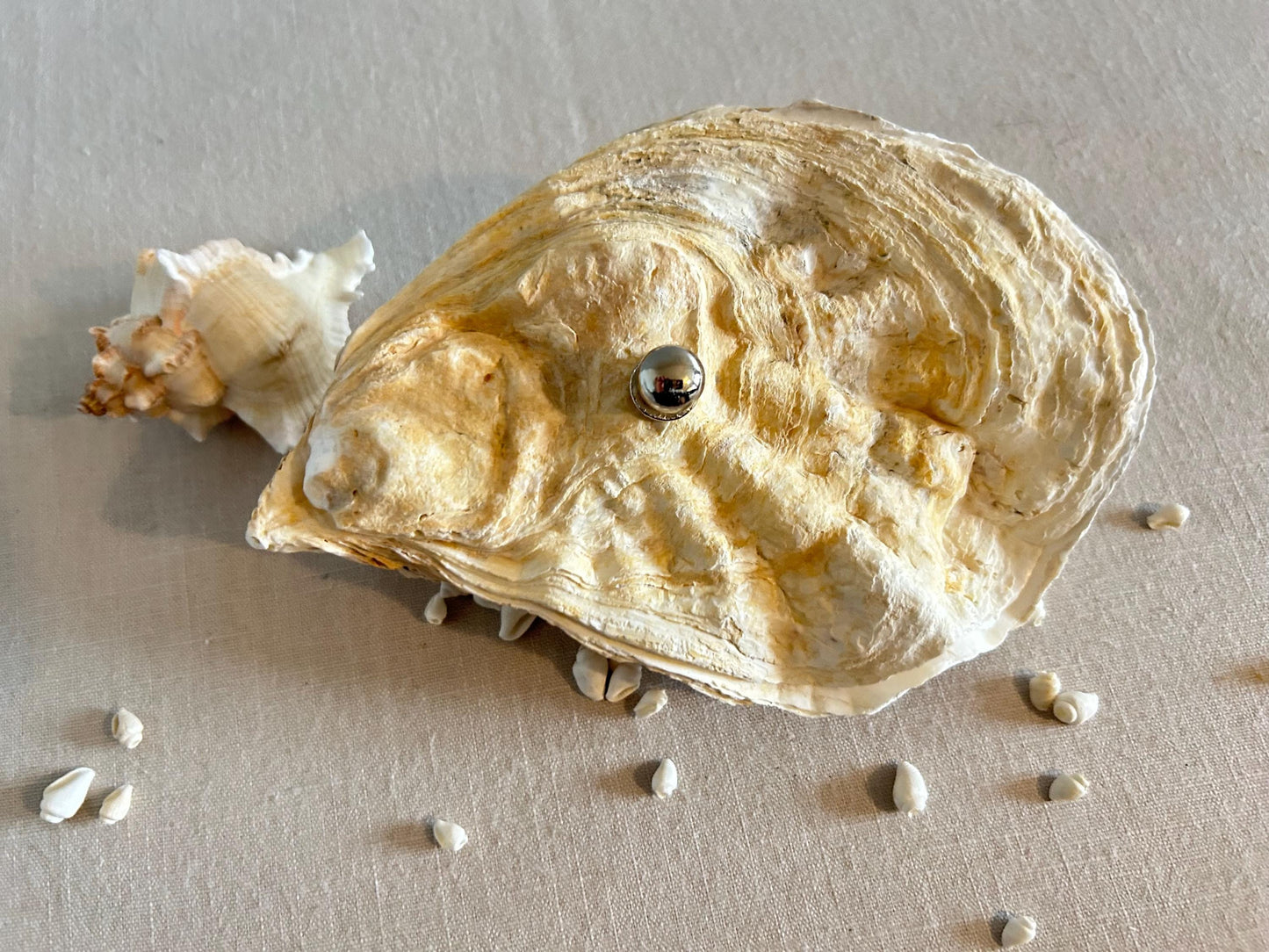 Natural Oyster Shell Jewellery Box with Silver Handle. Large Seashell Coastal Home Decor.