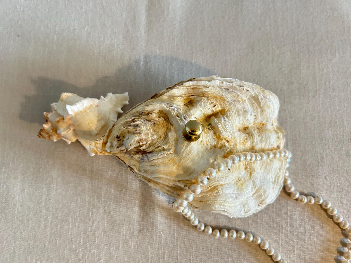 Natural Oyster Shell Jewelley Box. Coastal Home Decor Gift. Large Seashell Trinket Holder.