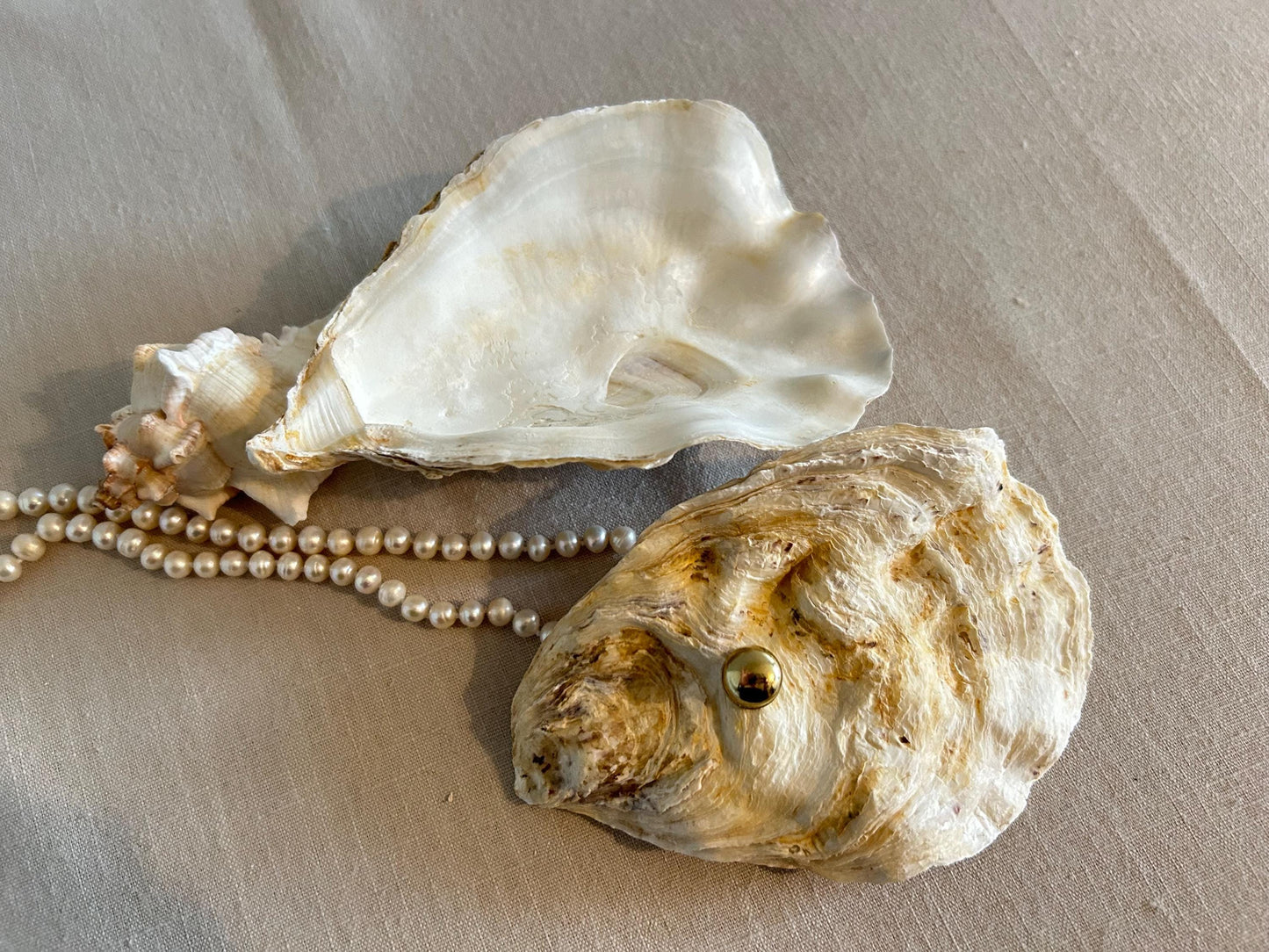 Natural Oyster Shell Jewelley Box. Coastal Home Decor Gift. Large Seashell Trinket Holder.