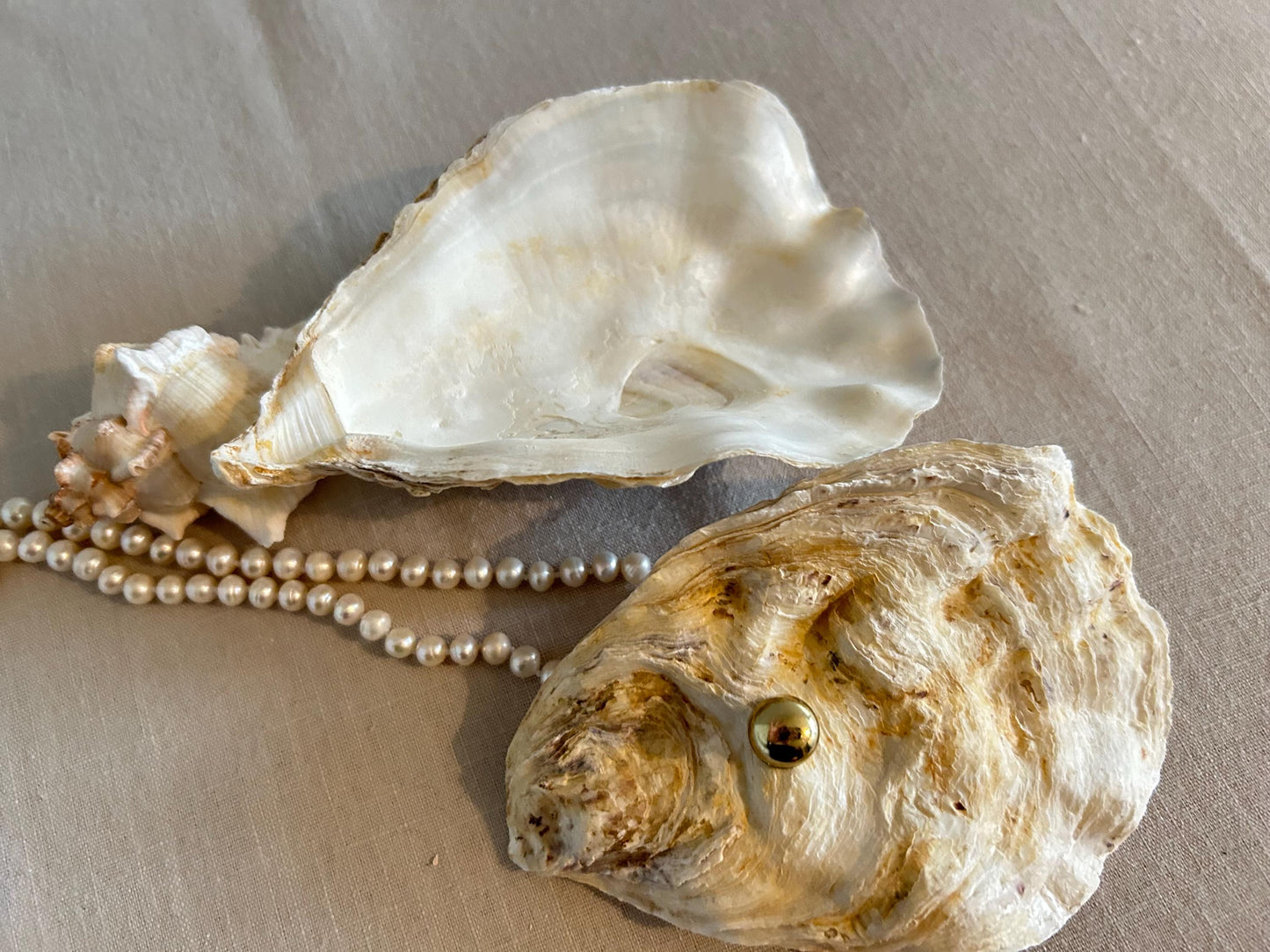 Natural Oyster Shell Jewelley Box. Coastal Home Decor Gift. Large Seashell Trinket Holder.