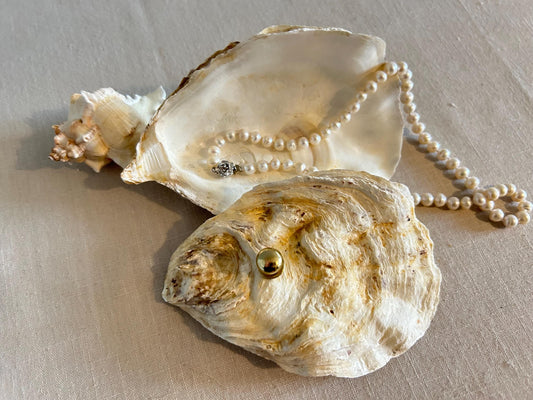 Natural Oyster Shell Jewelley Box. Coastal Home Decor Gift. Large Seashell Trinket Holder.
