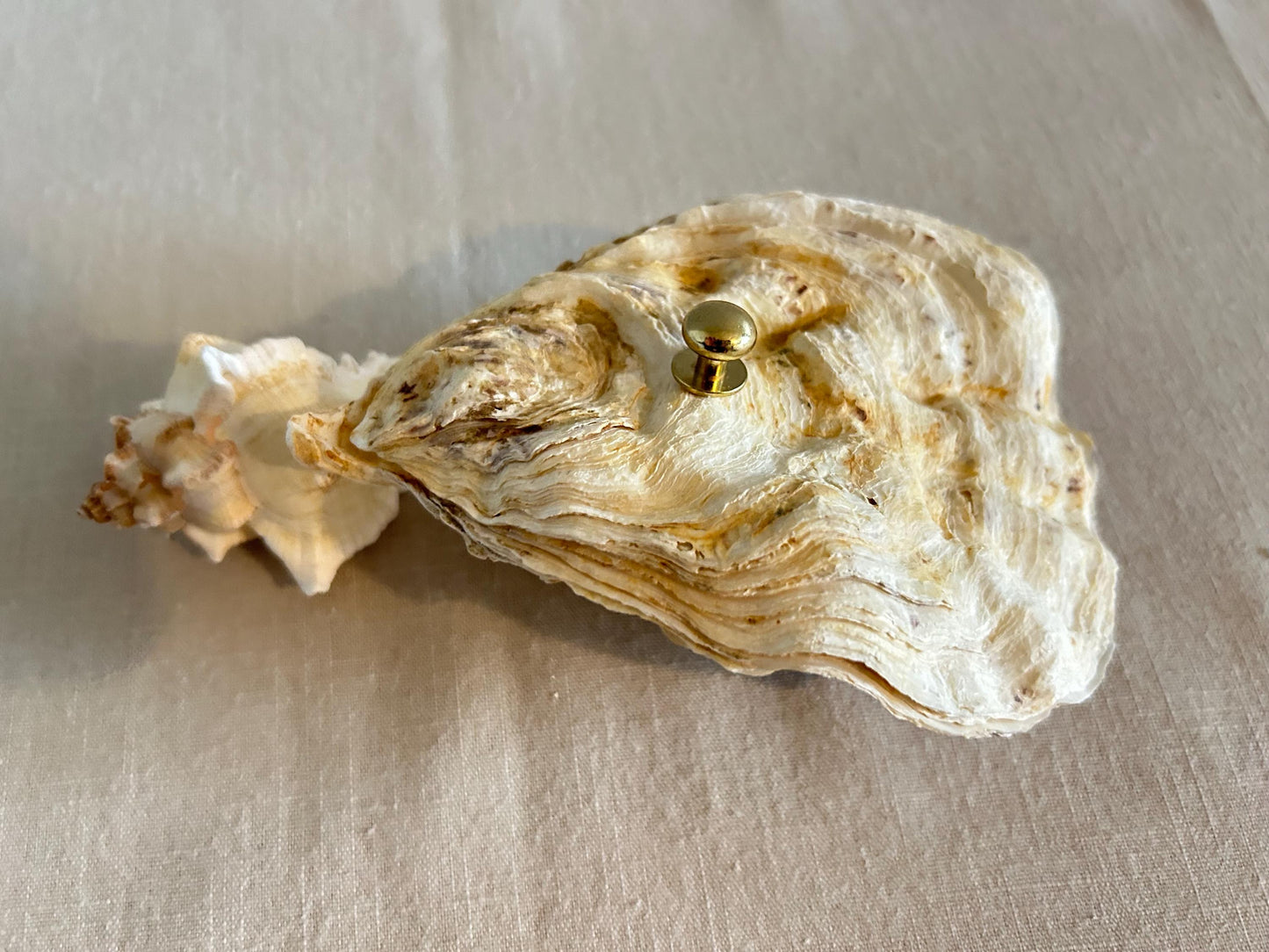 Natural Oyster Shell Jewelley Box. Coastal Home Decor Gift. Large Seashell Trinket Holder.
