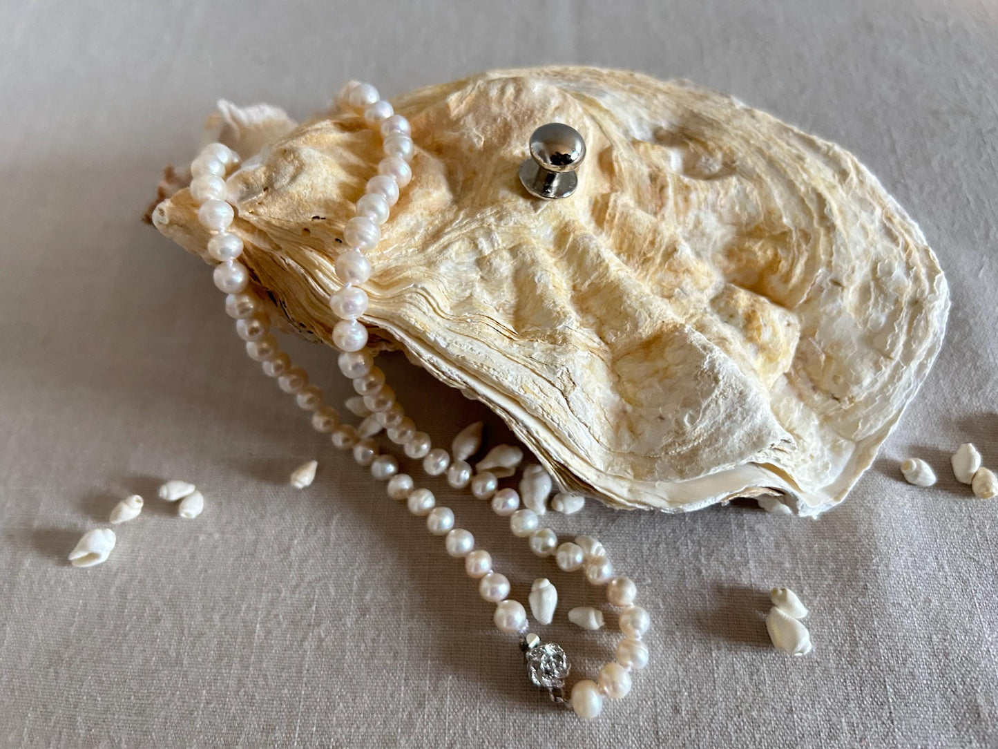 Natural Oyster Shell Jewellery Box with Silver Handle. Large Seashell Coastal Home Decor.