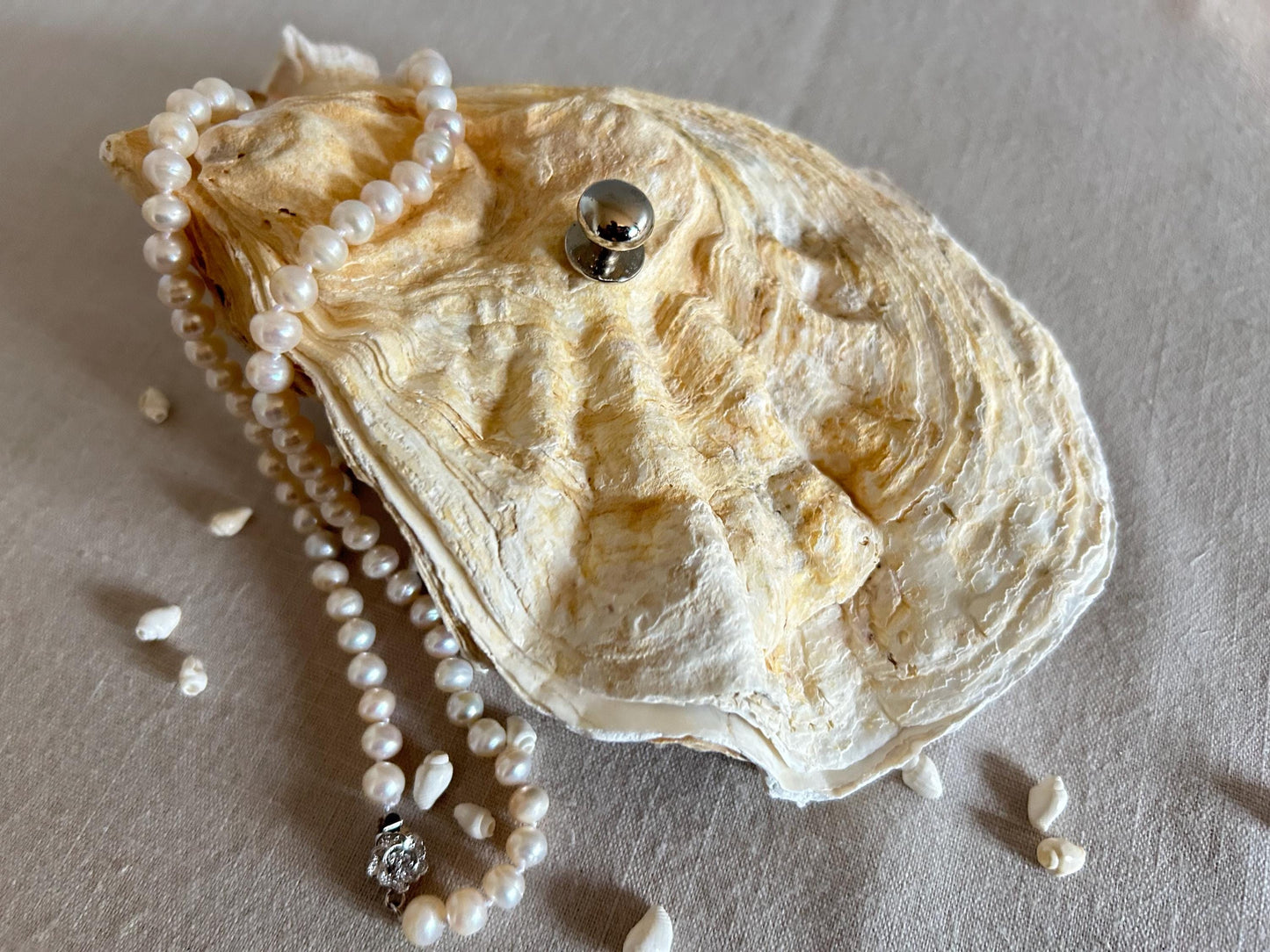 Natural Oyster Shell Jewellery Box with Silver Handle. Large Seashell Coastal Home Decor.