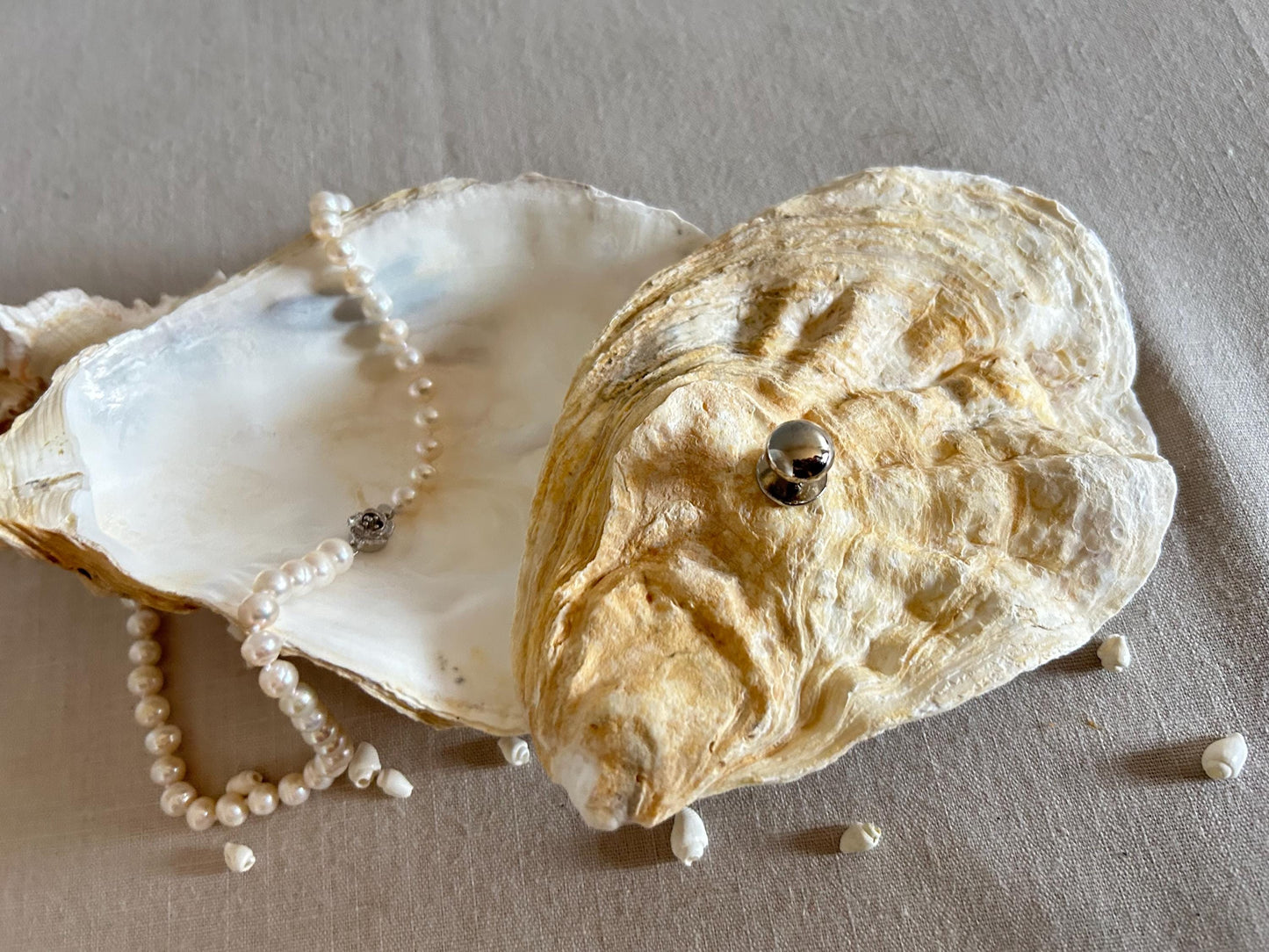 Natural Oyster Shell Jewellery Box with Silver Handle. Large Seashell Coastal Home Decor.