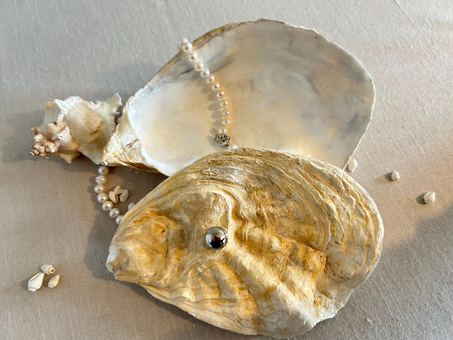 Natural Oyster Shell Jewellery Box with Silver Handle. Large Seashell Coastal Home Decor.