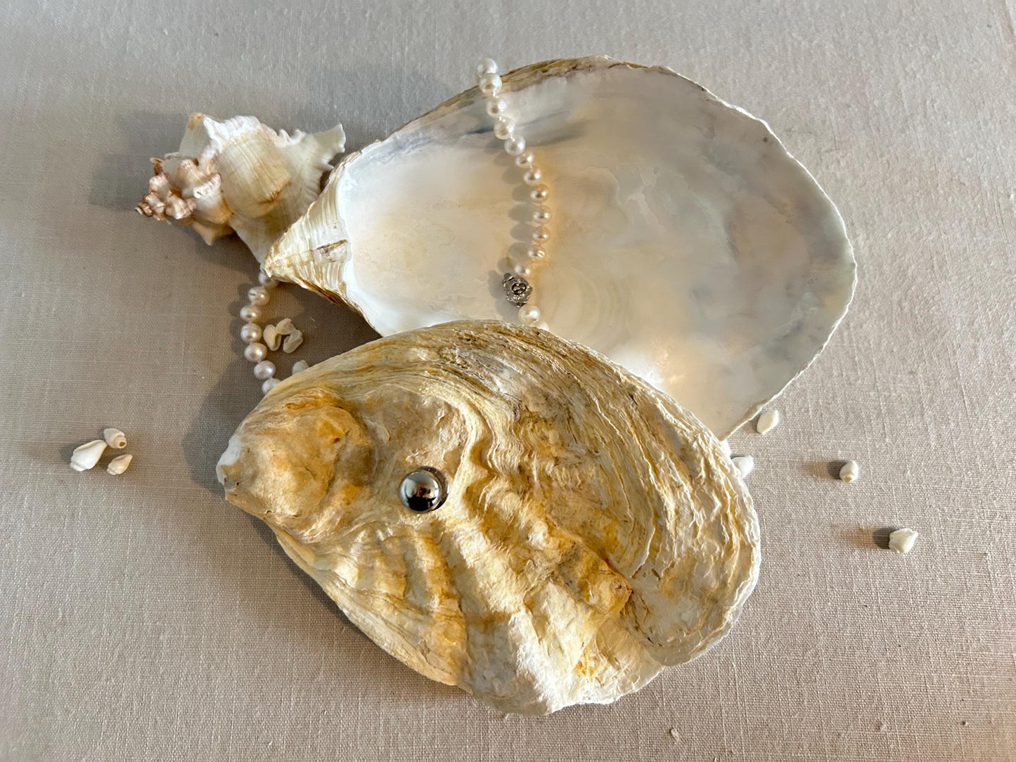 Natural Oyster Shell Jewellery Box with Silver Handle. Large Seashell Coastal Home Decor.