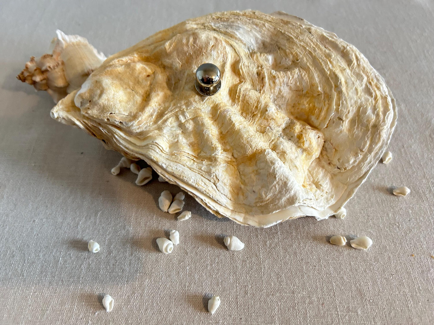 Natural Oyster Shell Jewellery Box with Silver Handle. Large Seashell Coastal Home Decor.