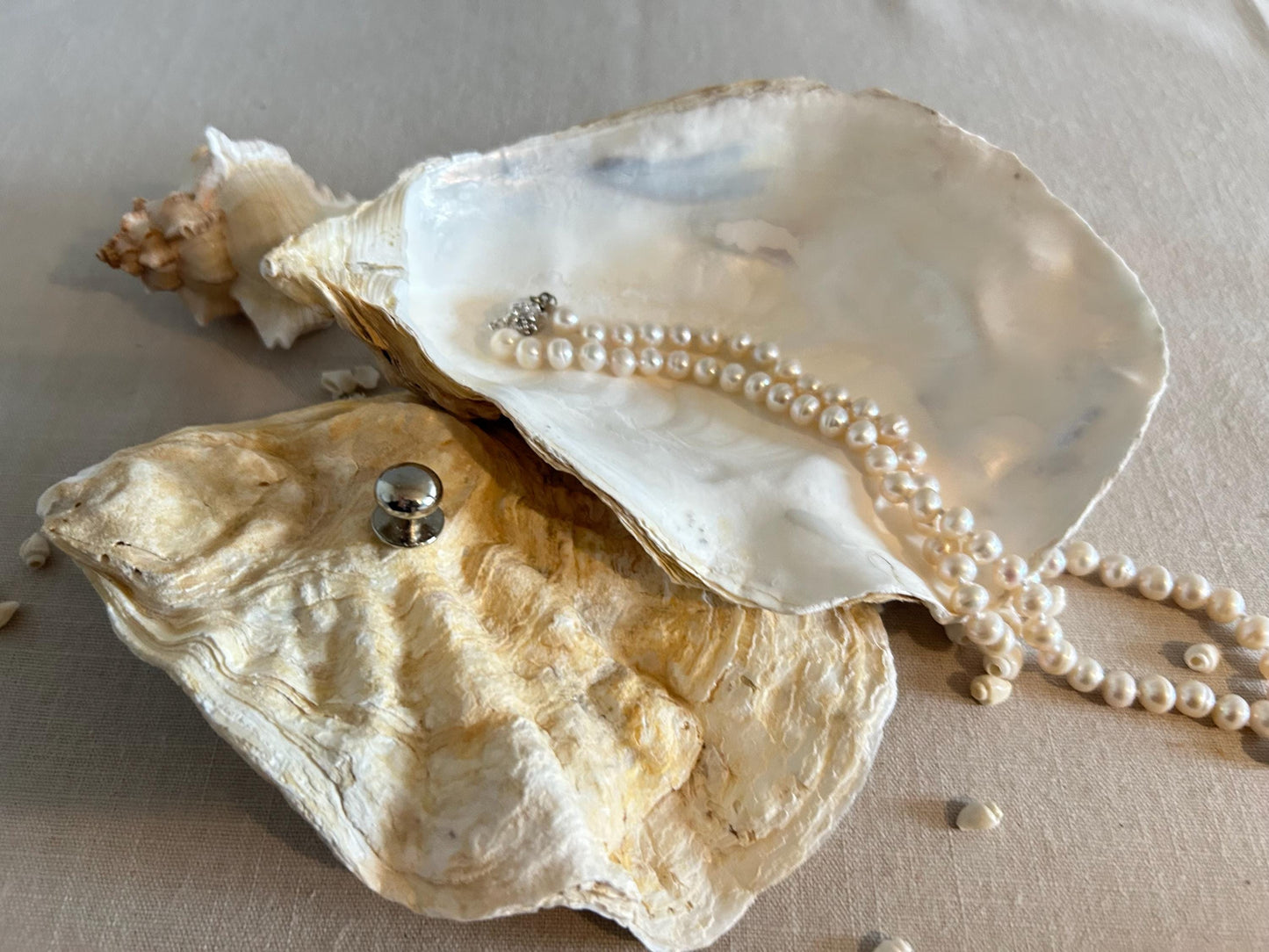 Natural Oyster Shell Jewellery Box with Silver Handle. Large Seashell Coastal Home Decor.