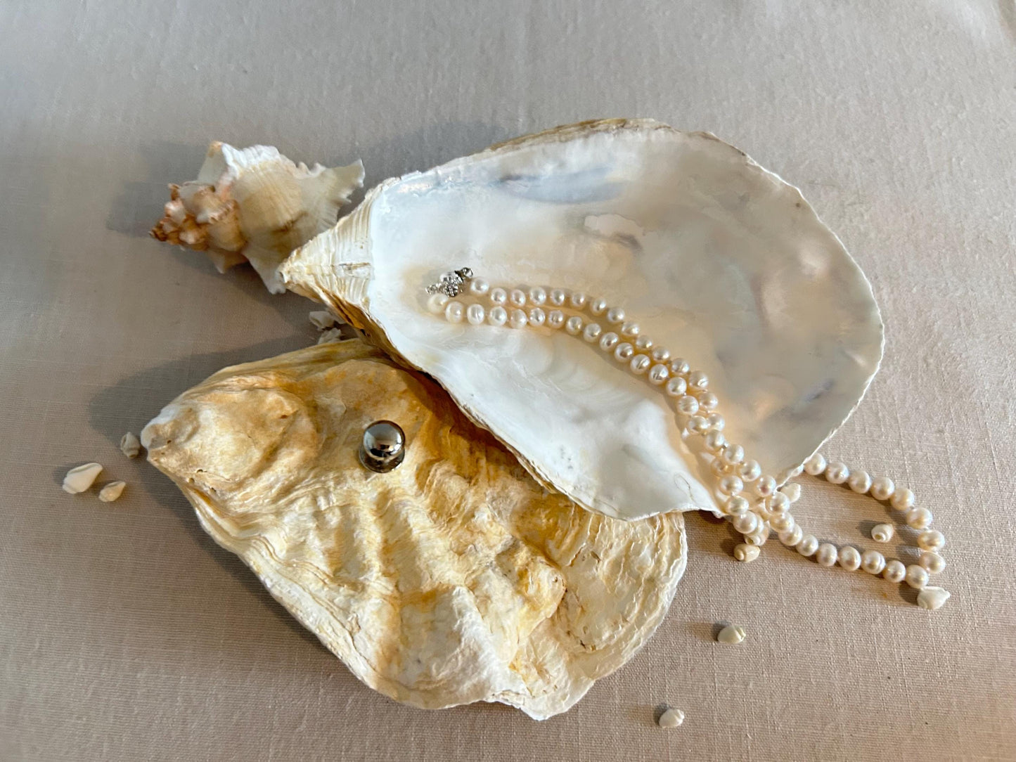 Natural Oyster Shell Jewellery Box with Silver Handle. Large Seashell Coastal Home Decor.