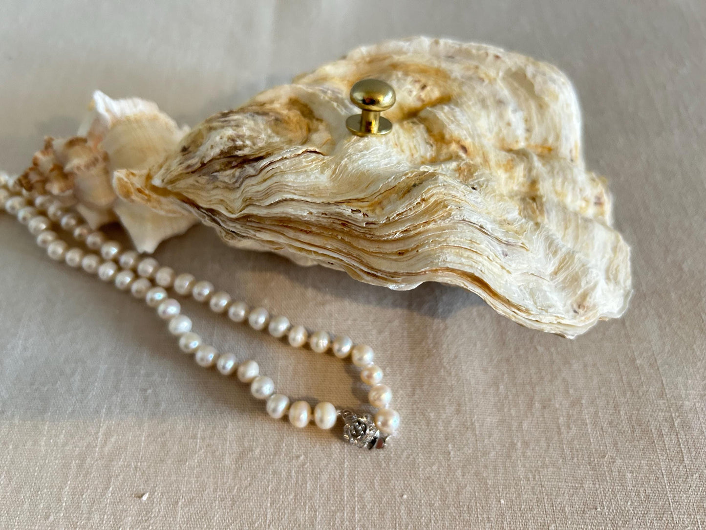 Natural Oyster Shell Jewelley Box. Coastal Home Decor Gift. Large Seashell Trinket Holder.