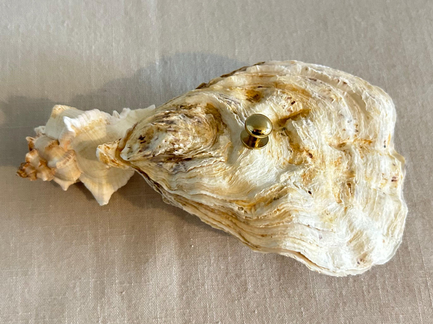 Natural Oyster Shell Jewelley Box. Coastal Home Decor Gift. Large Seashell Trinket Holder.