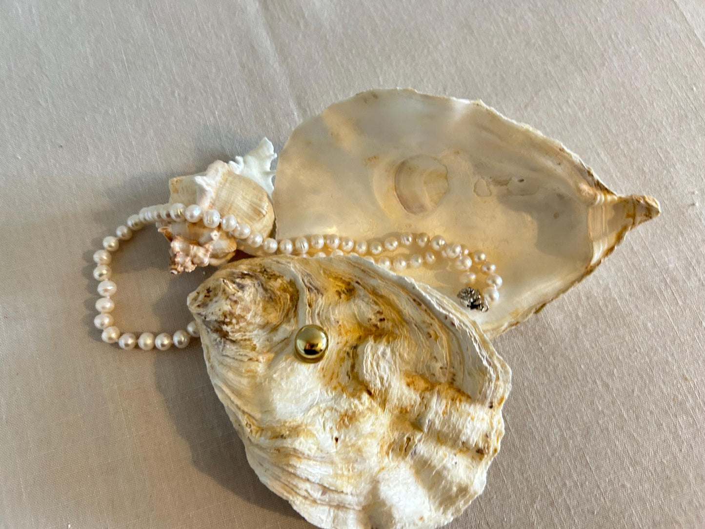 Natural Oyster Shell Jewelley Box. Coastal Home Decor Gift. Large Seashell Trinket Holder.