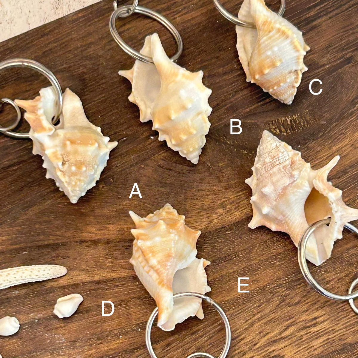Murex Shell Keyring Wedding Favour. Seashell Keychain. Beach Wedding Guest Gift. Coastal Keepsake.